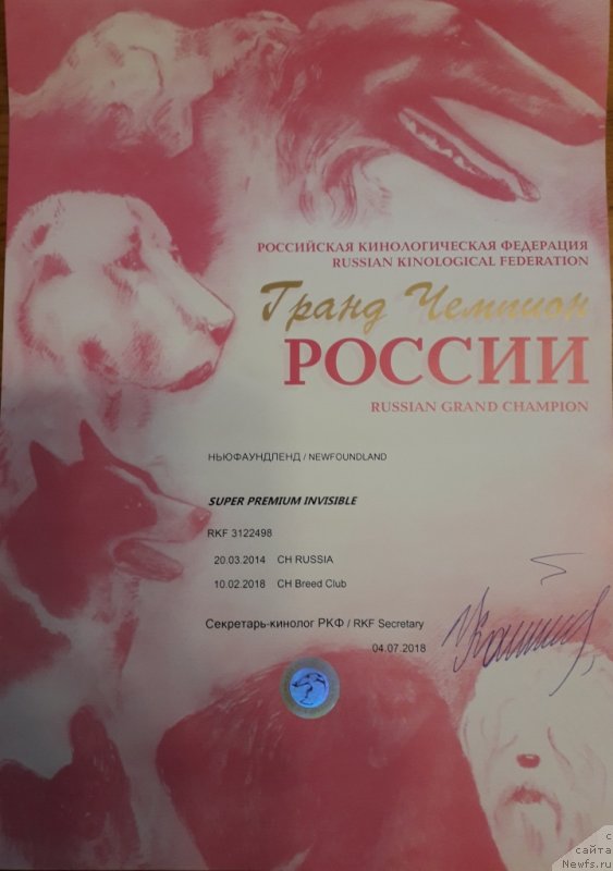 Фото: ньюфаундленд Super Premium Invisible (Супер Премиум Инвисибл)