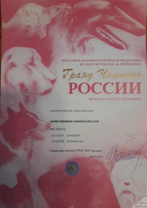 Фото: ньюфаундленд Super Premium Undercover Love (Супер Премиум Ундерковер Лове)
