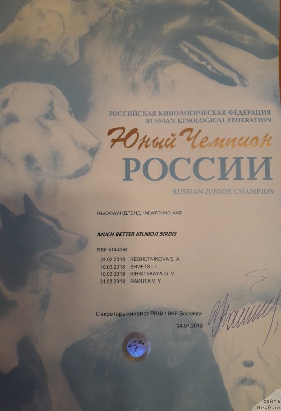 Фото: ньюфаундленд Much Better Kilnioji Sirdis