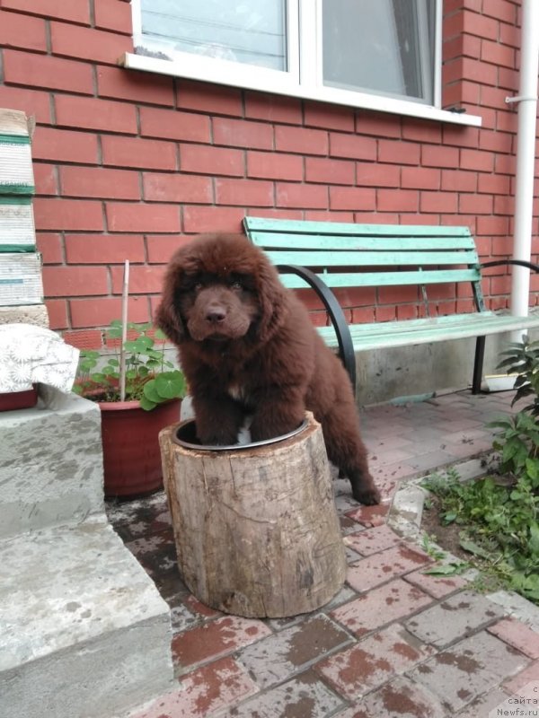 Фото: ньюфаундленд Braunblad MSK Lavli Favorit (Браунблад МСК Лавли Фаворит)