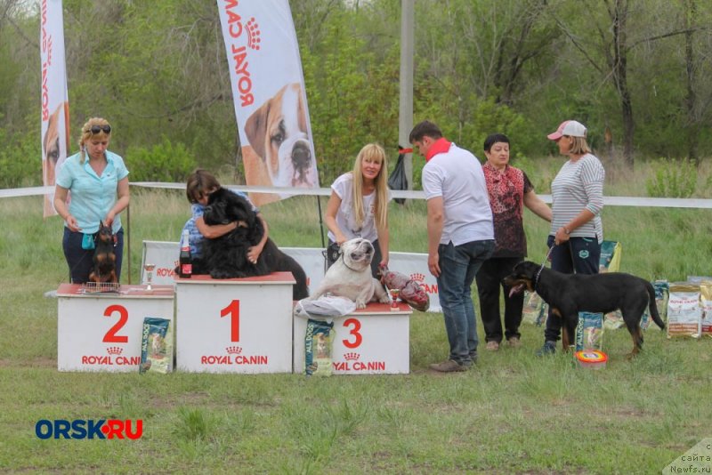 Фото: ньюфаундленд Krepkiy Oreshek ot Sibirskogo Medvedya (Крепкий Орешек от Сибирского Медведя)