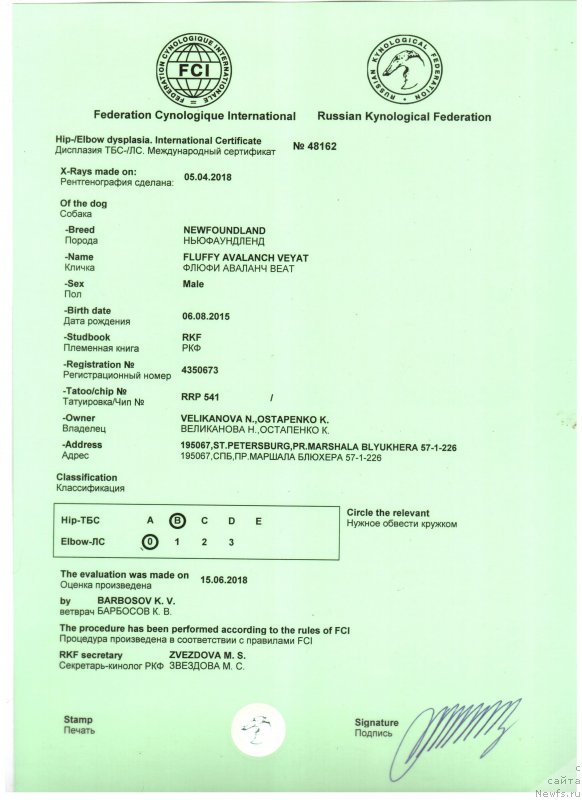 Фото: ньюфаундленд Fluffy Avalanch Veyat (Флюфи Аваланч Веят)