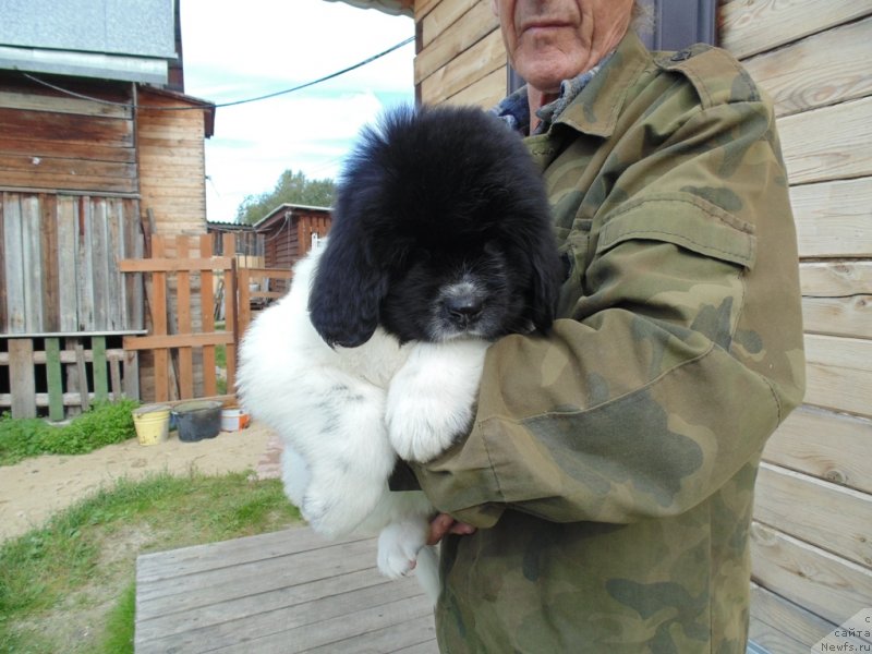 Фото: ньюфаундленд Jemchujina Onegi ot Karel'skih Medvedey (Жемчужина Онеги от Карельских Медведей)