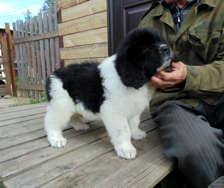 Фото: ньюфаундленд Jemchujina Onegi ot Karel'skih Medvedey (Жемчужина Онеги от Карельских Медведей)
