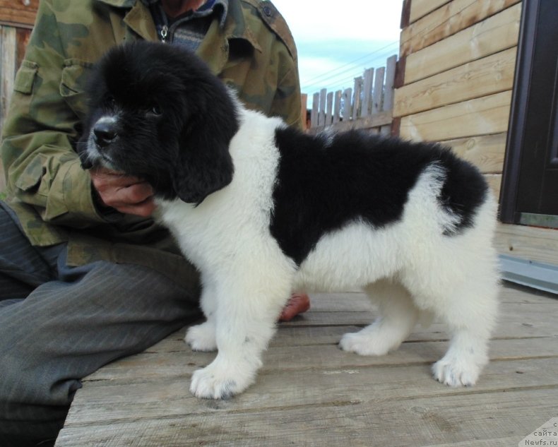 Фото: ньюфаундленд Jemchujina Onegi ot Karel'skih Medvedey (Жемчужина Онеги от Карельских Медведей)