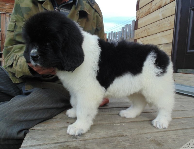 Фото: ньюфаундленд Jemchujina Onegi ot Karel'skih Medvedey (Жемчужина Онеги от Карельских Медведей)