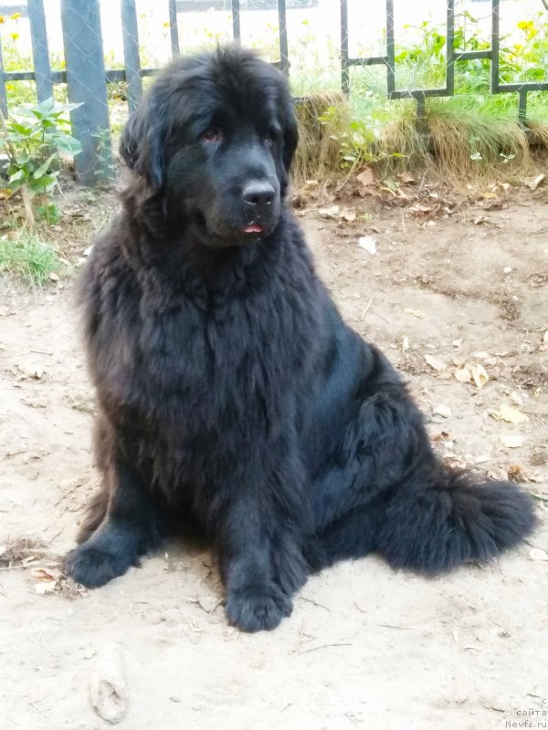 Фотография № 238548