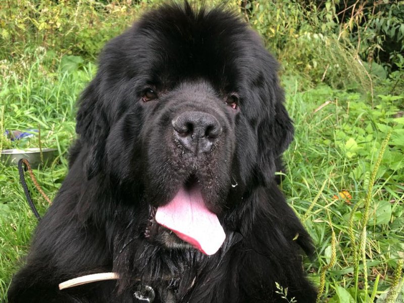 Фото: ньюфаундленд Admiration for All Midnight Bear (Admiration for All Midnight Bear)