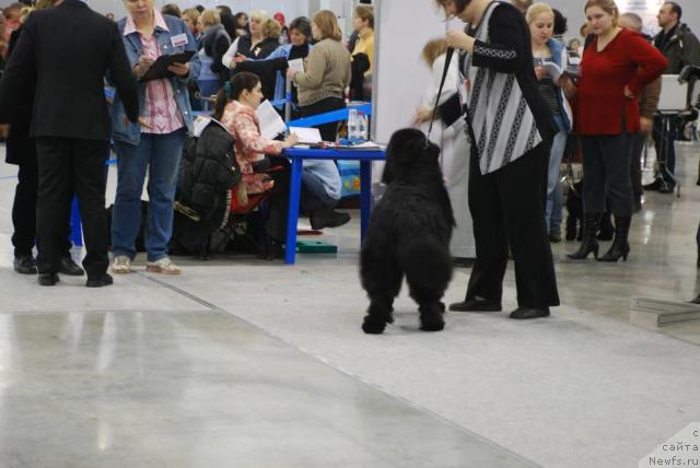 Фото: ньюфаундленд Smigar Shalovlivy Medved (Смигар Шаловливый Медведь), Ekaterina Andryuschenko (Екатерина Андрющенко)