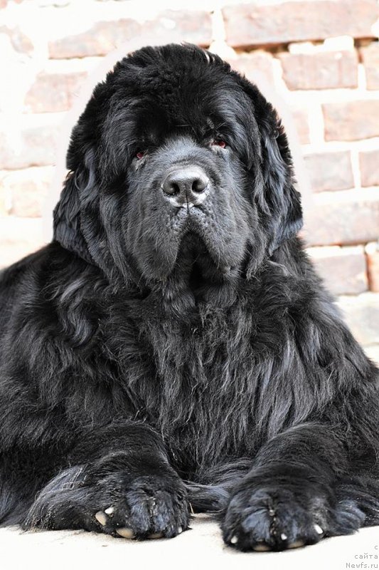 Фото: доча, ньюфаундленд Promise To Love Midnight Bear (Promise To Love Midnight Bear)