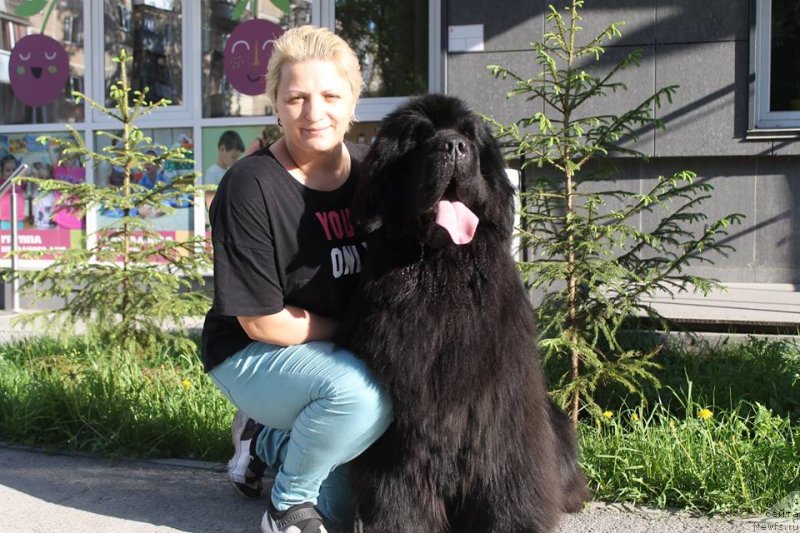 Фото: ньюфаундленд Dobryinya ot Sibirskogo Medvedya (Добрыня от Сибирского Медведя)