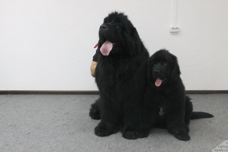 Фото: ньюфаундленд Dobryinya ot Sibirskogo Medvedya (Добрыня от Сибирского Медведя)