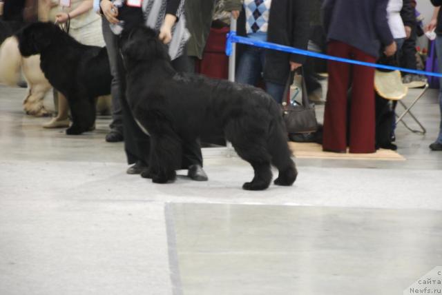 Фото: ньюфаундленд Smigar Shalovlivy Medved (Смигар Шаловливый Медведь), Ekaterina Andryuschenko (Екатерина Андрющенко)