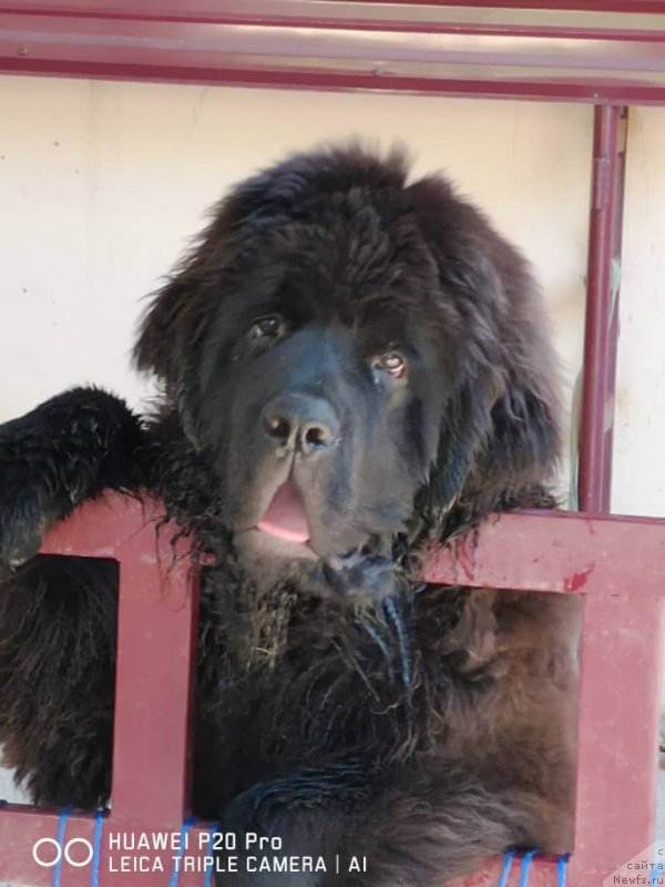 Фото: ньюфаундленд Super Premium YAnje (Супер Премиум Янже)