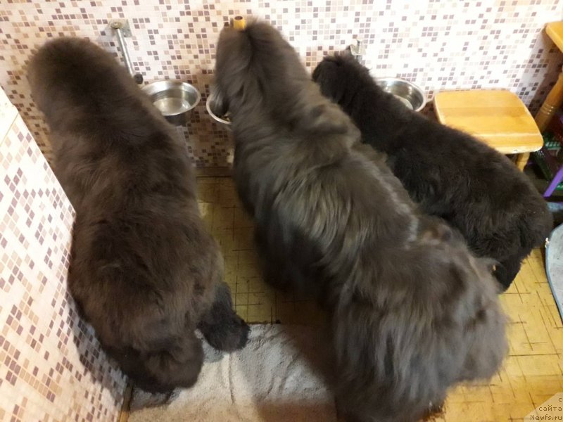 Фотография № 238564