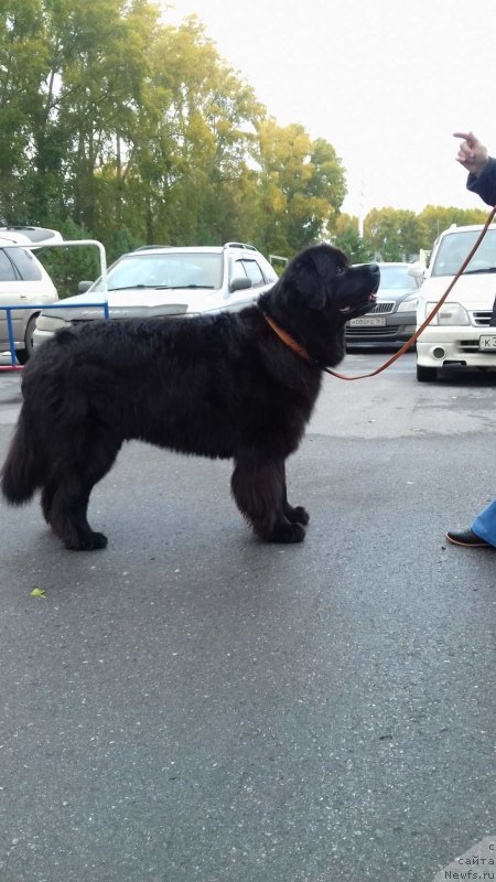 Фото: ньюфаундленд Fiamettahauz Nusakan (Фиаметтахауз Нусакан)