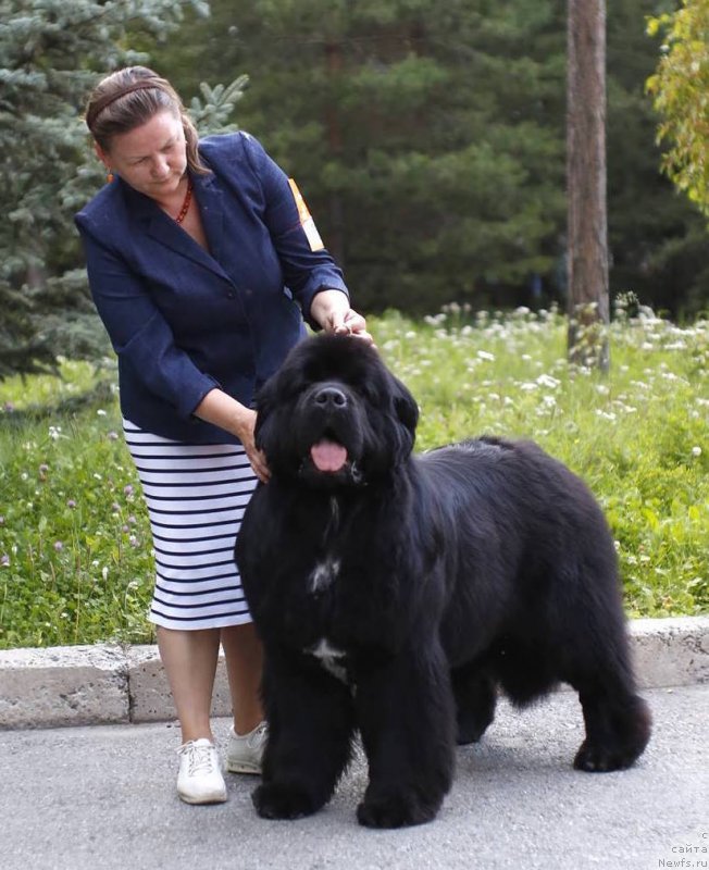 Фото: ньюфаундленд Aquatoriya Kelvin Schedrivchik (Акватория Келвин Щедривчик)