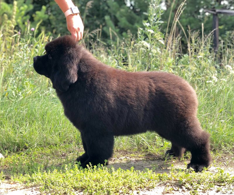 Фото: ньюфаундленд Aquatoriya Kelvin Schedrivchik (Акватория Келвин Щедривчик)