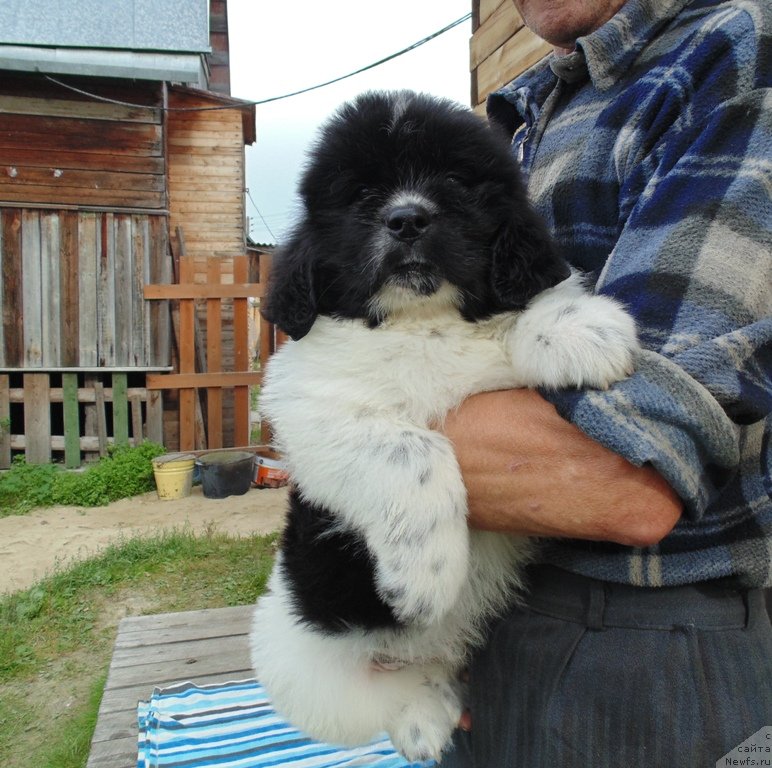 Фото: ньюфаундленд Jemchug Severa ot Karel'skih Medvedey (Жемчуг Севера от Карельских Медведей)