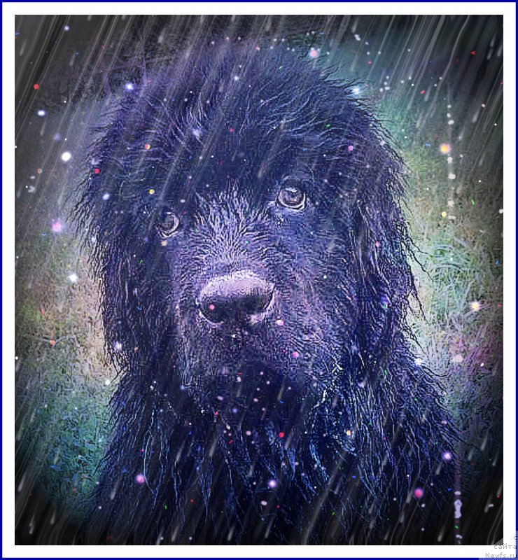 Фото: ньюфаундленд Brownblood MSK Martin Courageous Guy (Браунблад МСК Мартин Корэйджес Гай)