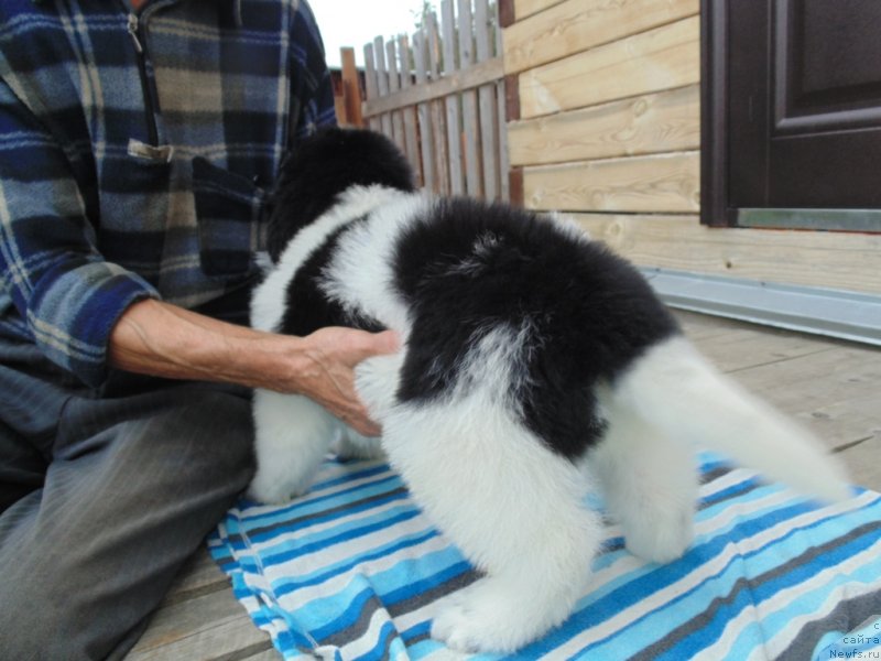 Фото: ньюфаундленд Jemchug Severa ot Karel'skih Medvedey (Жемчуг Севера от Карельских Медведей)