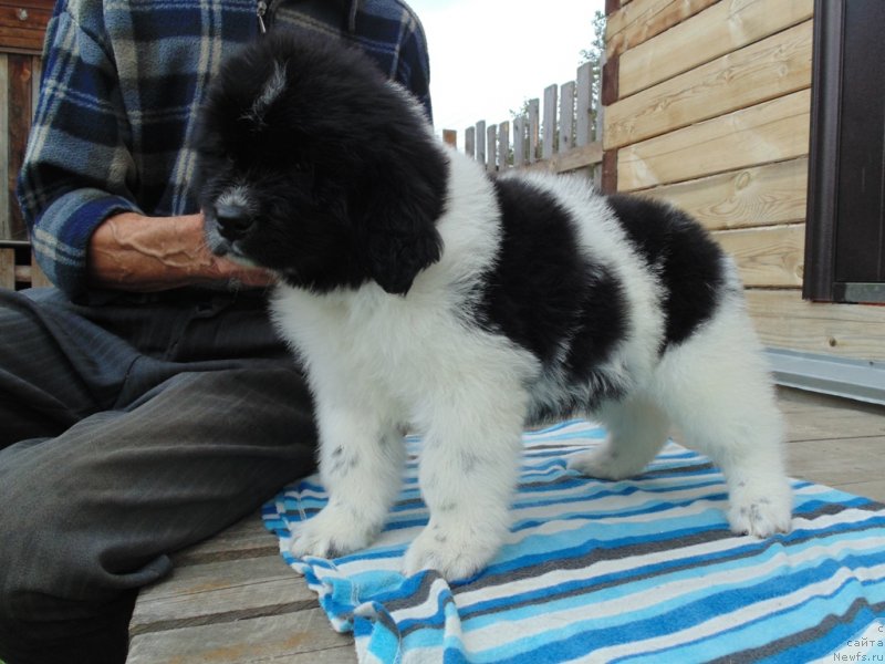 Фото: ньюфаундленд Jemchug Severa ot Karel'skih Medvedey (Жемчуг Севера от Карельских Медведей)