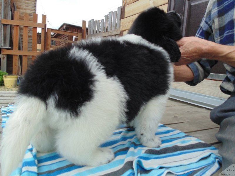 Фото: ньюфаундленд Jemchug Severa ot Karel'skih Medvedey (Жемчуг Севера от Карельских Медведей)