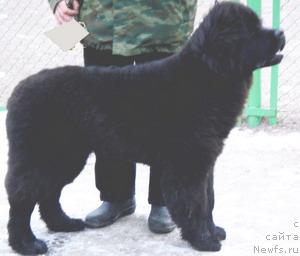 Фото: ньюфаундленд Plushevaya Panda Dionisiy (Плюшевая Панда  Дионисий)