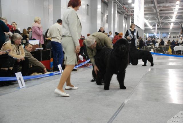 Фото: ньюфаундленд Potap Fidel' (Потап Фидель)