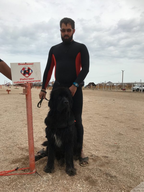 Фото: ньюфаундленд Aquatoriya Kelvin Navigator (Акватория Келвин Навигатор), Mihail Kopyitenko (Михаил Копытенко)