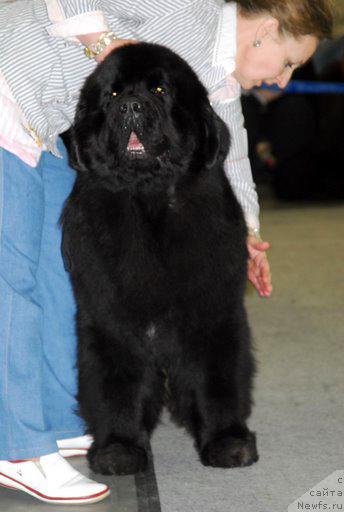 Фото: ньюфаундленд Midnight Lady's Voodoo Priest