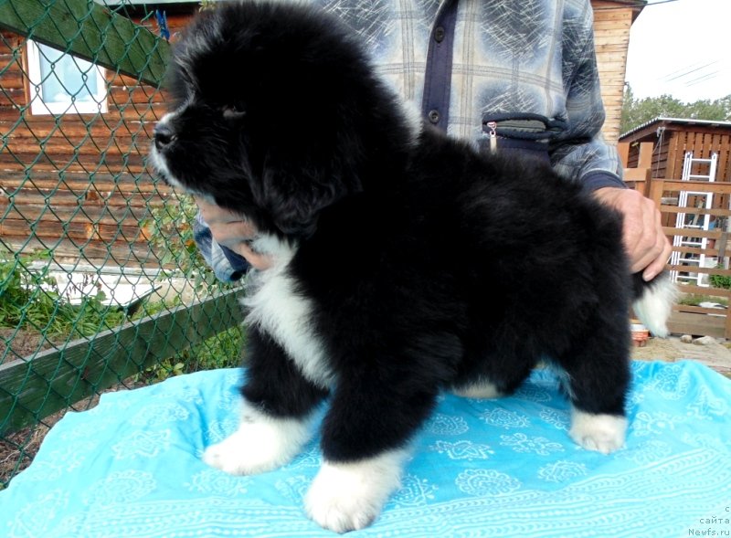 Фото: ньюфаундленд Jasmin ot Karel'skih Medvedey (Жасмин от Карельских Медведей)