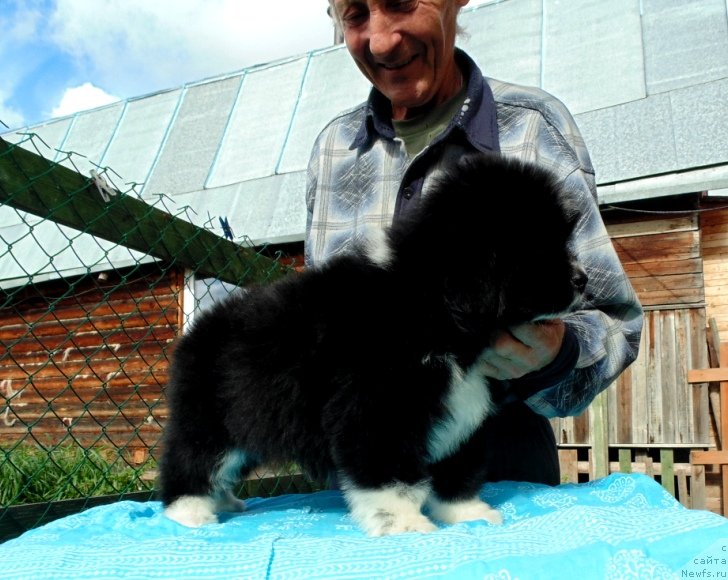 Фото: ньюфаундленд Jasmin ot Karel'skih Medvedey (Жасмин от Карельских Медведей)