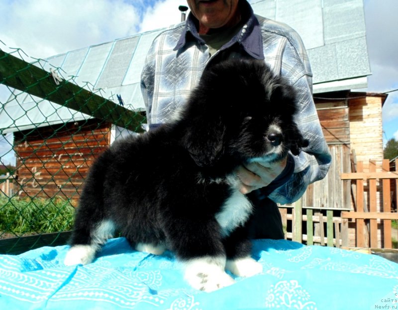 Фото: ньюфаундленд Jasmin ot Karel'skih Medvedey (Жасмин от Карельских Медведей)