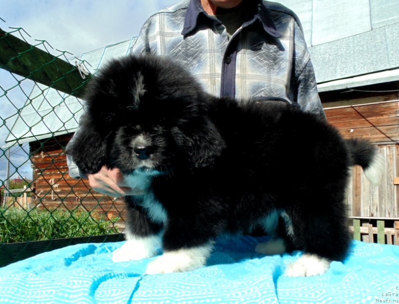 Фото: ньюфаундленд Jasmin ot Karel'skih Medvedey (Жасмин от Карельских Медведей)