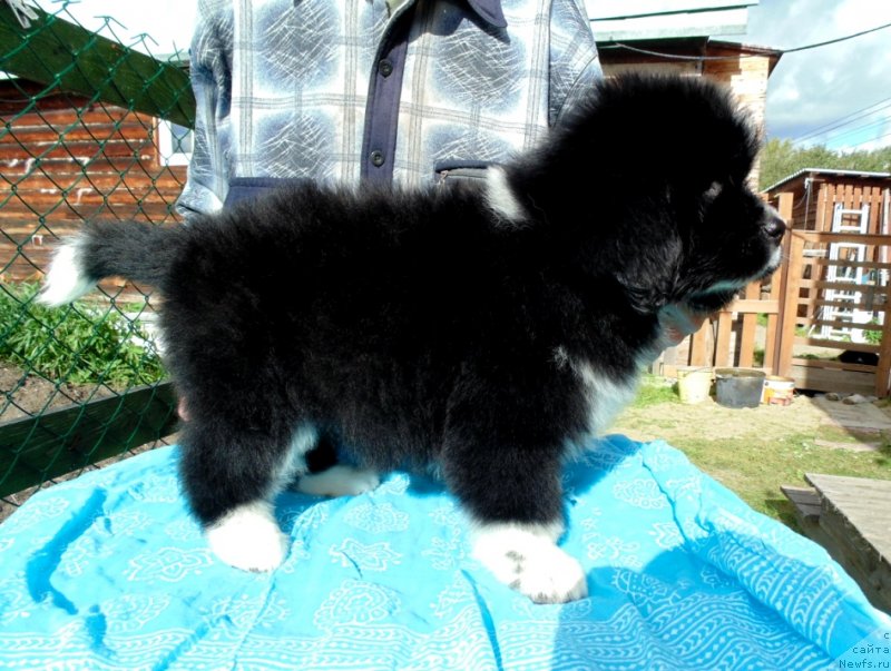 Фото: ньюфаундленд Jasmin ot Karel'skih Medvedey (Жасмин от Карельских Медведей)