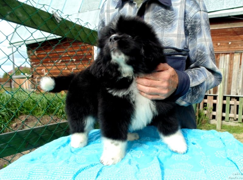 Фото: ньюфаундленд Jasmin ot Karel'skih Medvedey (Жасмин от Карельских Медведей)