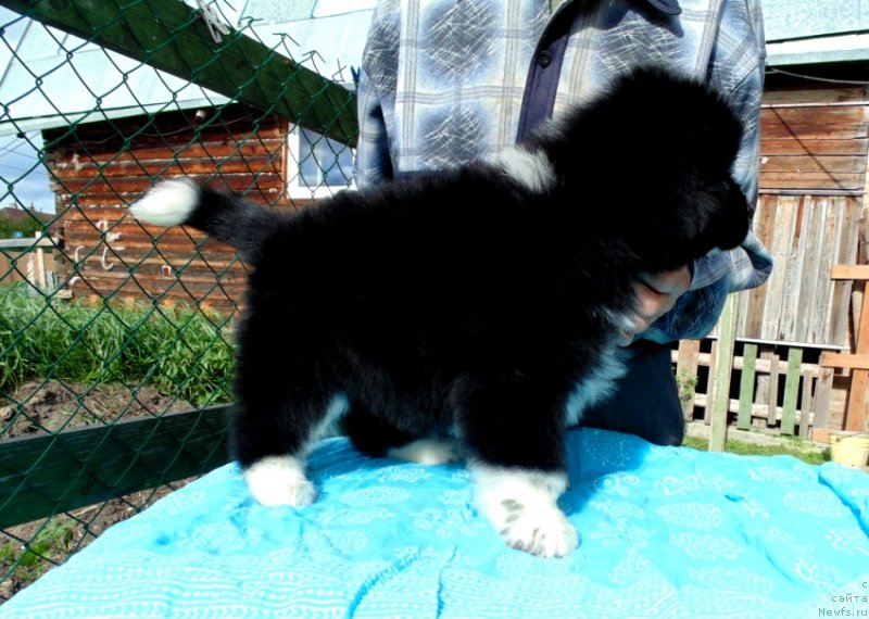 Фото: ньюфаундленд Jasmin ot Karel'skih Medvedey (Жасмин от Карельских Медведей)