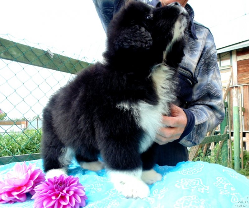 Фото: ньюфаундленд Jasmin ot Karel'skih Medvedey (Жасмин от Карельских Медведей)