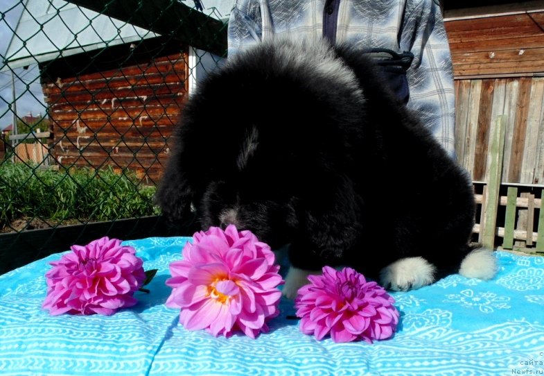 Фото: ньюфаундленд Jasmin ot Karel'skih Medvedey (Жасмин от Карельских Медведей)