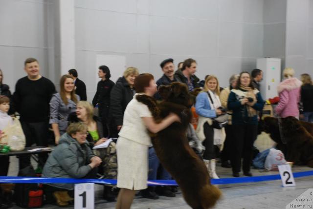 Фото: ньюфаундленд Amazing Grace vom Riesrand, Tat'yana Abutova (Татьяна Абутова)