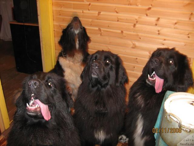 Фото: ньюфаундленд Bessi Vechernyaya Zvezda (Бесси Вечерняя Звезда), ньюфаундленд YUnona (Юнона), ньюфаундленд Barbara CHernyiy Bril'yant (Барбара Черный Брильянт), ньюфаундленд Balustar de Mantal'chino (Балустар де Мантальчино)