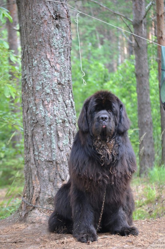 Фото: ньюфаундленд Nazar Vyatskiy Medved (Назар Вятский Медведь)