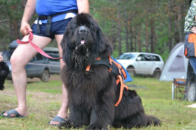 Фото: ньюфаундленд Nazar Vyatskiy Medved (Назар Вятский Медведь)