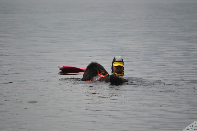 Фото: ньюфаундленд Nazar Vyatskiy Medved (Назар Вятский Медведь)