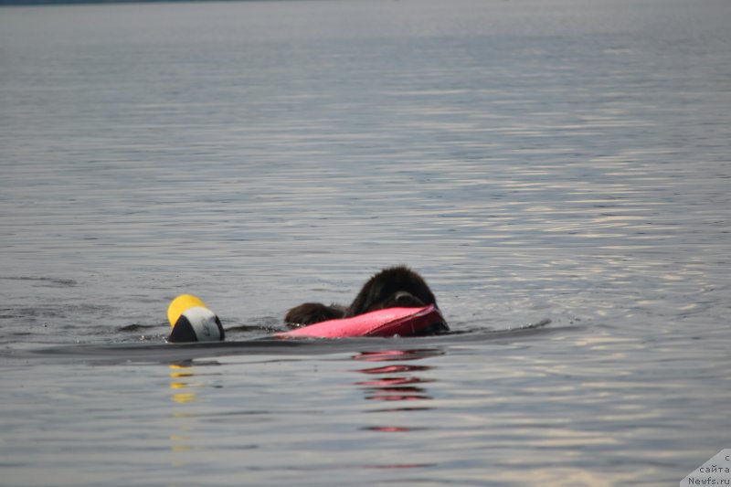 Фото: ньюфаундленд Nazar Vyatskiy Medved (Назар Вятский Медведь)
