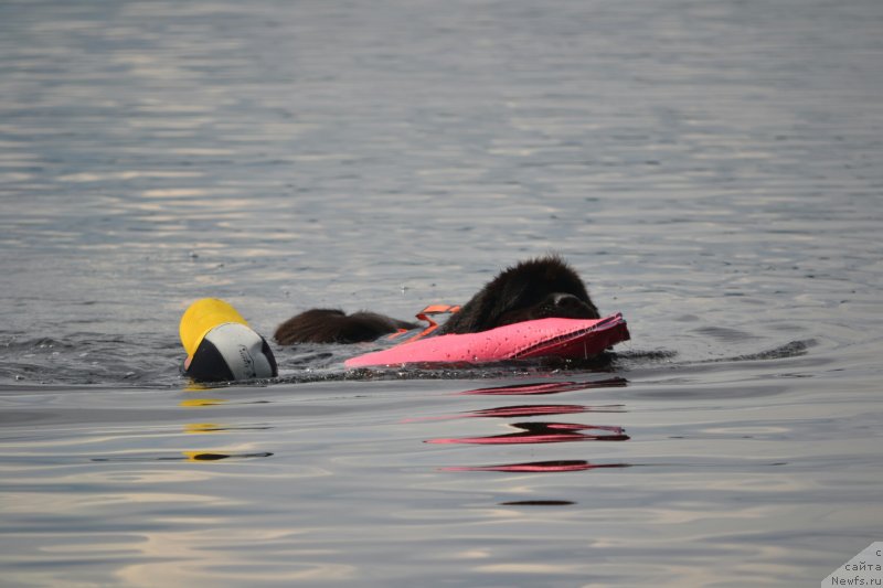 Фото: ньюфаундленд Nazar Vyatskiy Medved (Назар Вятский Медведь)