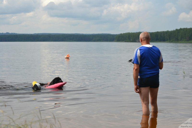 Фото: ньюфаундленд Nazar Vyatskiy Medved (Назар Вятский Медведь)