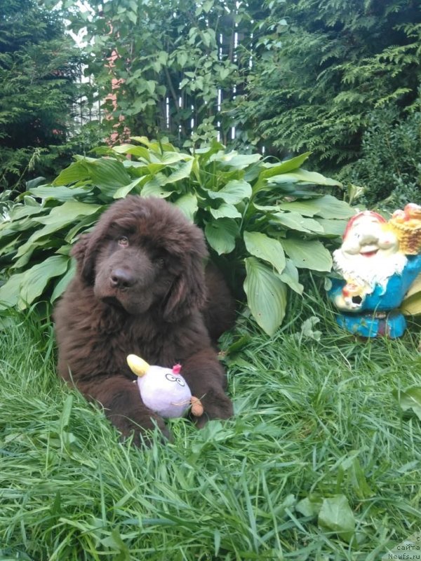 Фото: ньюфаундленд Braunblad MSK Lavli Favorit (Браунблад МСК Лавли Фаворит)