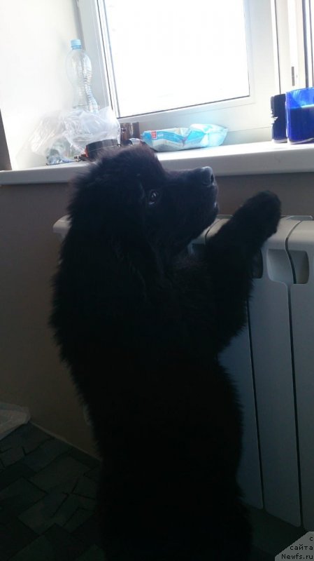 Фото: ньюфаундленд Braunblad MSK Layt Ryey (Браунблад МСК Лайт Рэй)